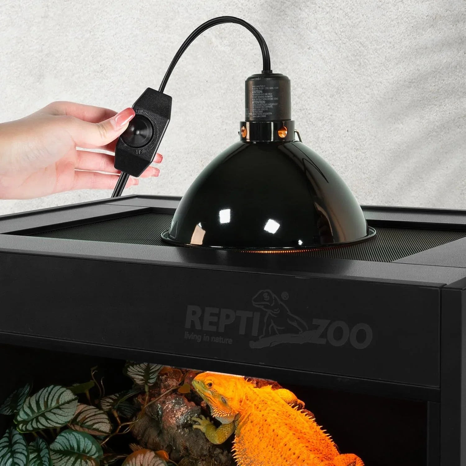 Dome heat lamp with adjustable switch atop reptile terrarium housing a bearded dragon