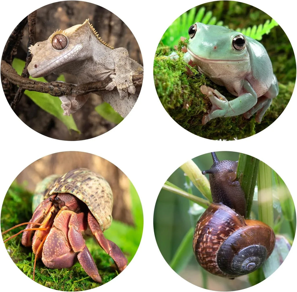Collage of a gecko, frog, hermit crab, and snail in natural terrarium settings