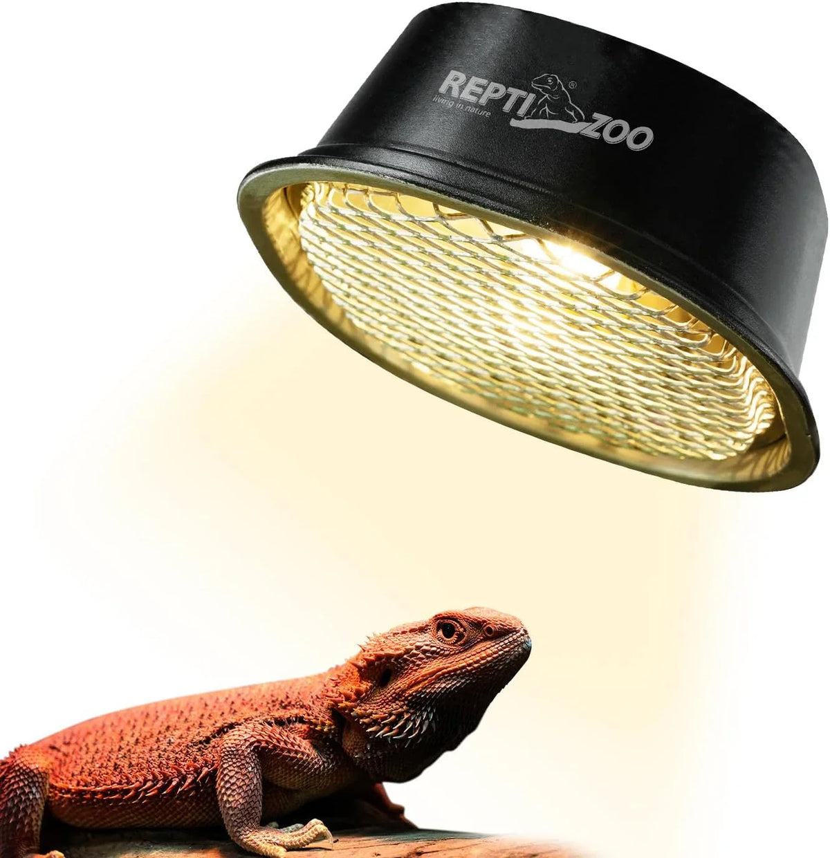 Bearded dragon basking under a reptile heat lamp with safety mesh cover Main image