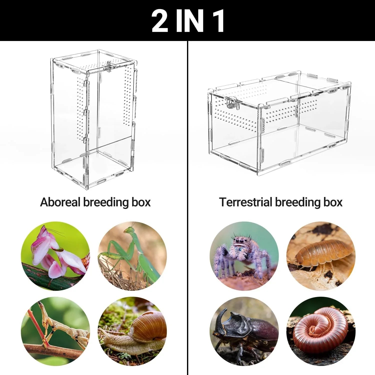 2-in-1 clear acrylic breeding box for arboreal and terrestrial reptiles or insects, with animal examples shown.
