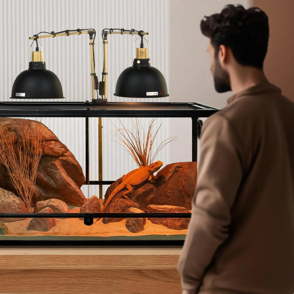 Bearded dragon in a glass reptile terrarium with UVB heat lamps and desert decor
