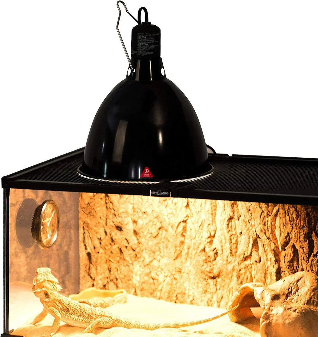 Black dome heat lamp on reptile terrarium with thermometer and bearded dragon inside