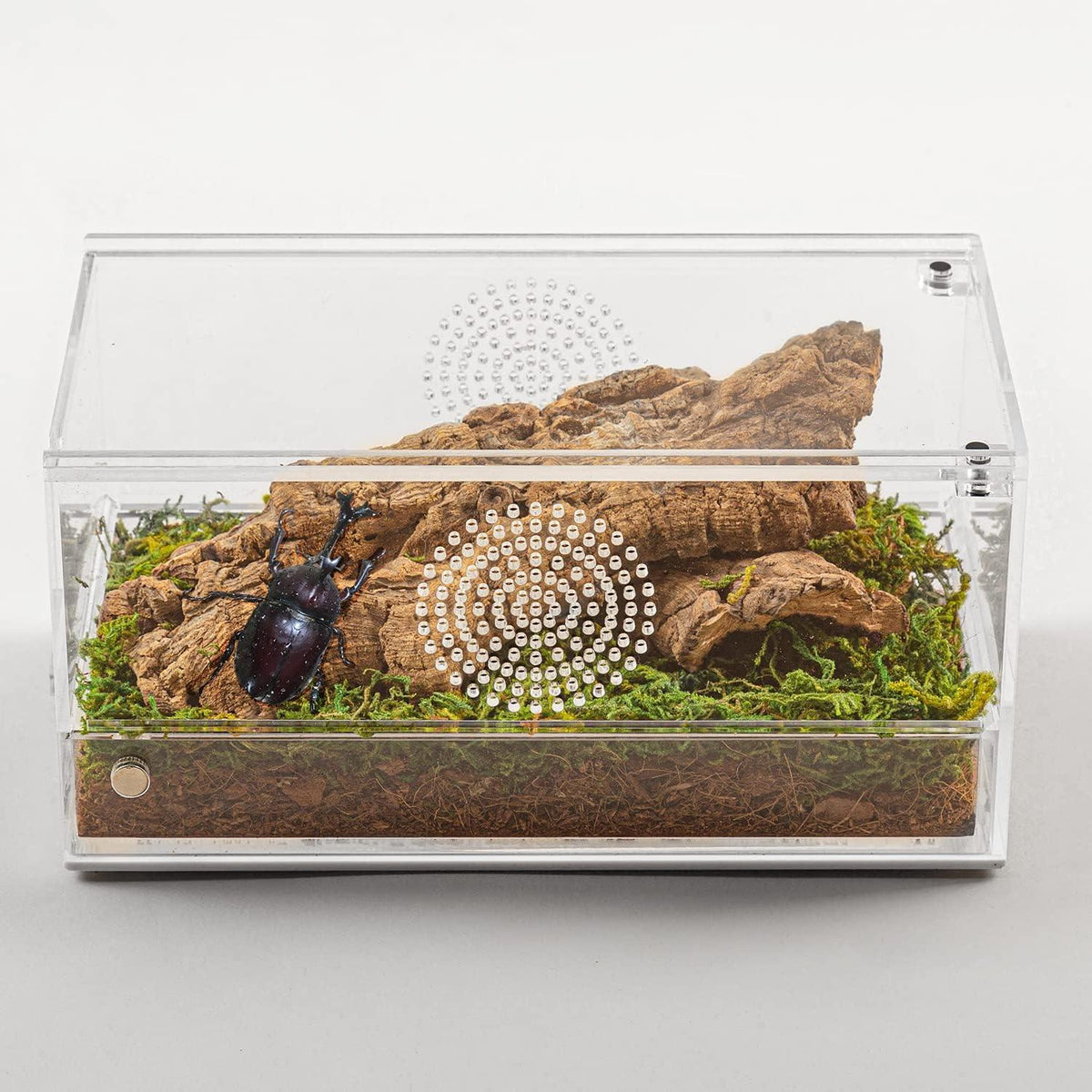 Clear acrylic insect terrarium with ventilation holes, bark, moss, soil, and a rhinoceros beetle