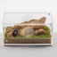 Clear acrylic insect terrarium with ventilation holes, bark, moss, soil, and a rhinoceros beetle