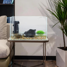 Load image into Gallery viewer, Glass reptile terrarium with water filter, turtle, rocks, and plants on a table indoors
