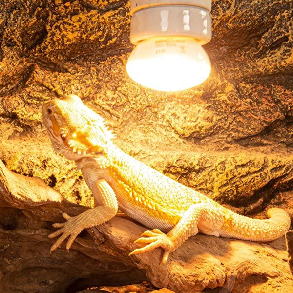 Bearded dragon basking under UVB heat lamp in reptile terrarium with natural rock decor