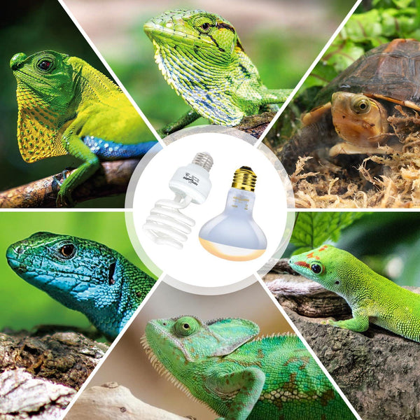 Collage of reptiles with UVB and heat bulbs for reptile terrariums.