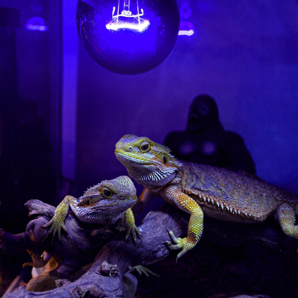 Two bearded dragons under UVB heat light in a reptile terrarium on a branch