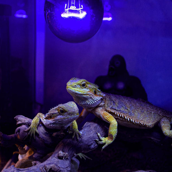 Two bearded dragons under UVB heat light in a reptile terrarium on a branch