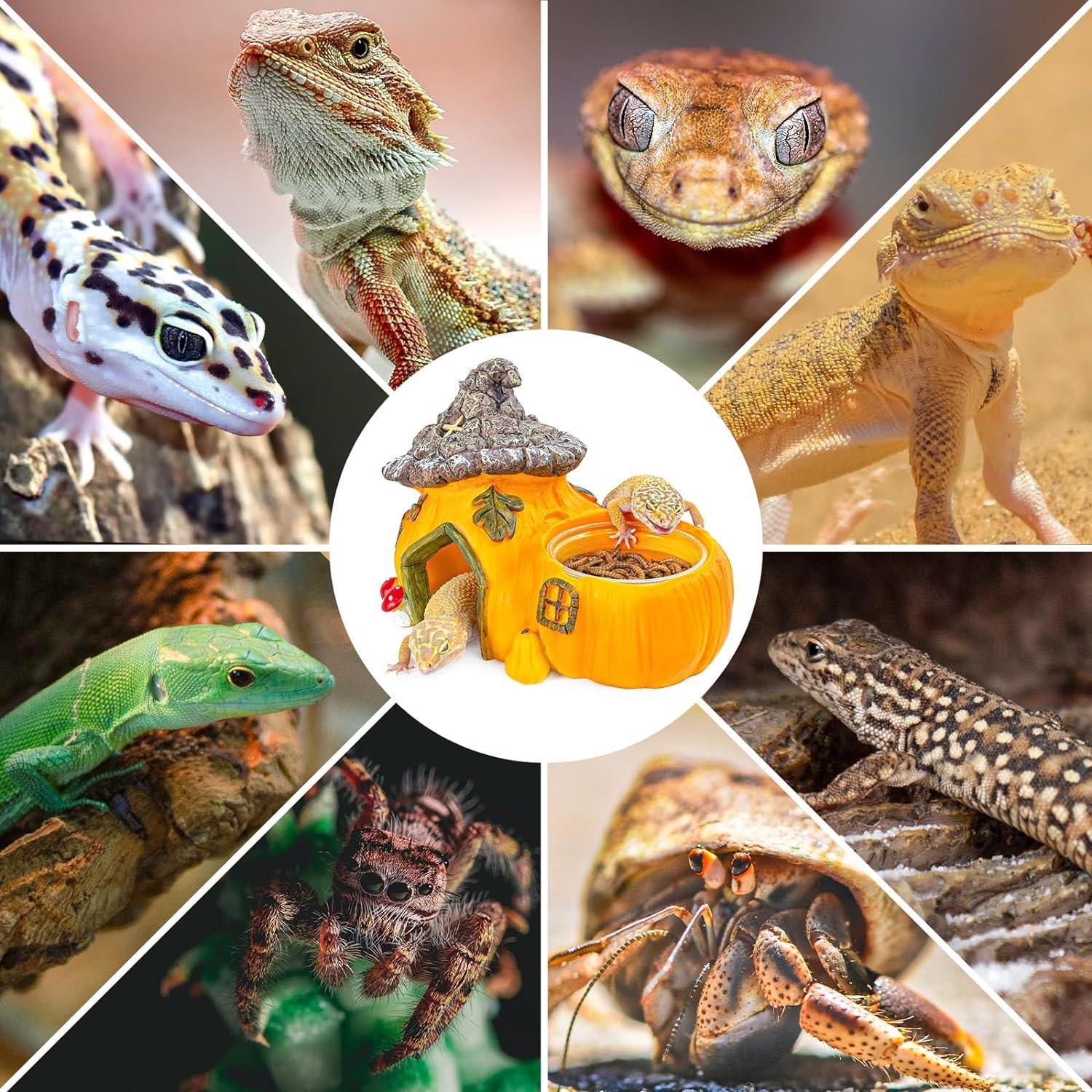 Collage of reptiles, lizard species, gecko, and hermit crab around a pumpkin reptile habitat décor.