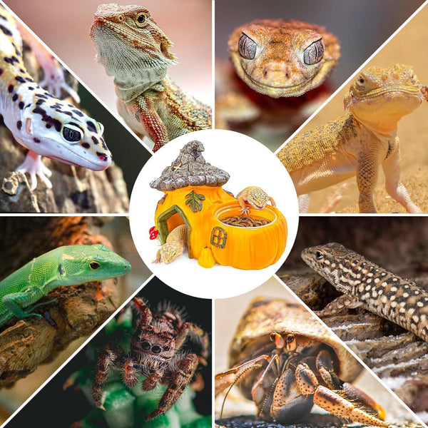 Collage of reptiles, lizard species, gecko, and hermit crab around a pumpkin reptile habitat décor.