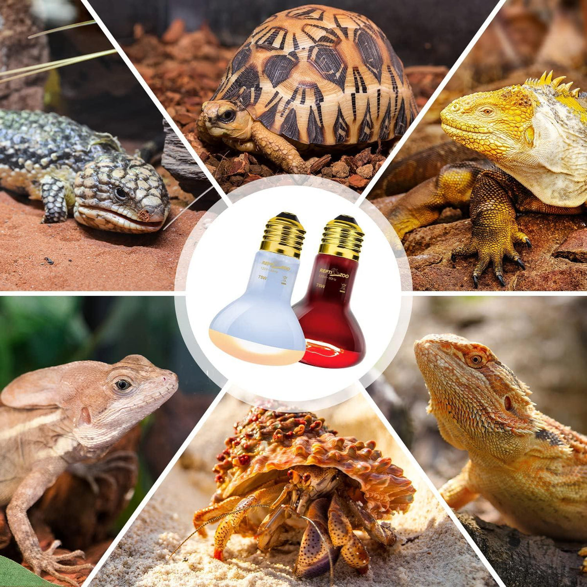 UVB and heat bulbs for reptiles with turtles, lizards, and hermit crab in terrarium settings