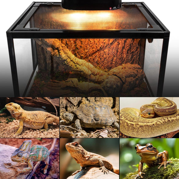 Reptile terrarium with UVB heat lamp, various reptiles and amphibian including lizard, tortoise, snake and frog.