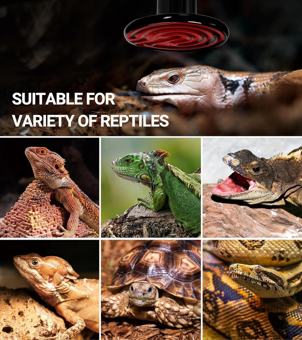 Reptile heat lamp above various reptiles including lizard, iguana, tortoise, and snake