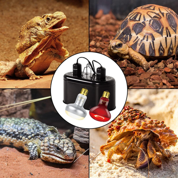 Reptile heat and UVB light kit with bulbs, shown with lizard, turtle, and hermit crab in terrarium