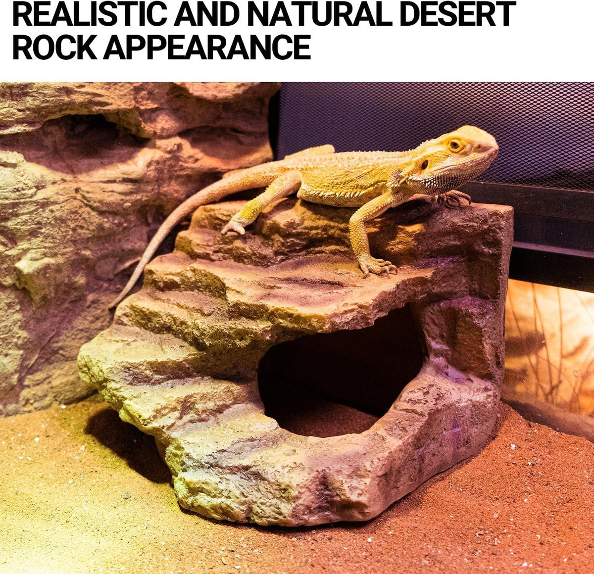 Bearded dragon on desert rock hide in terrarium, ideal reptile habitat decor