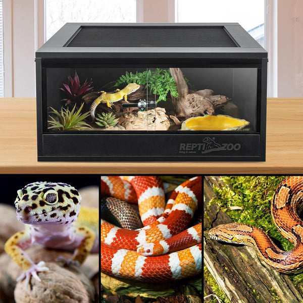 Glass reptile terrarium with decorative plants, gecko, snakes, and secure locking front doors