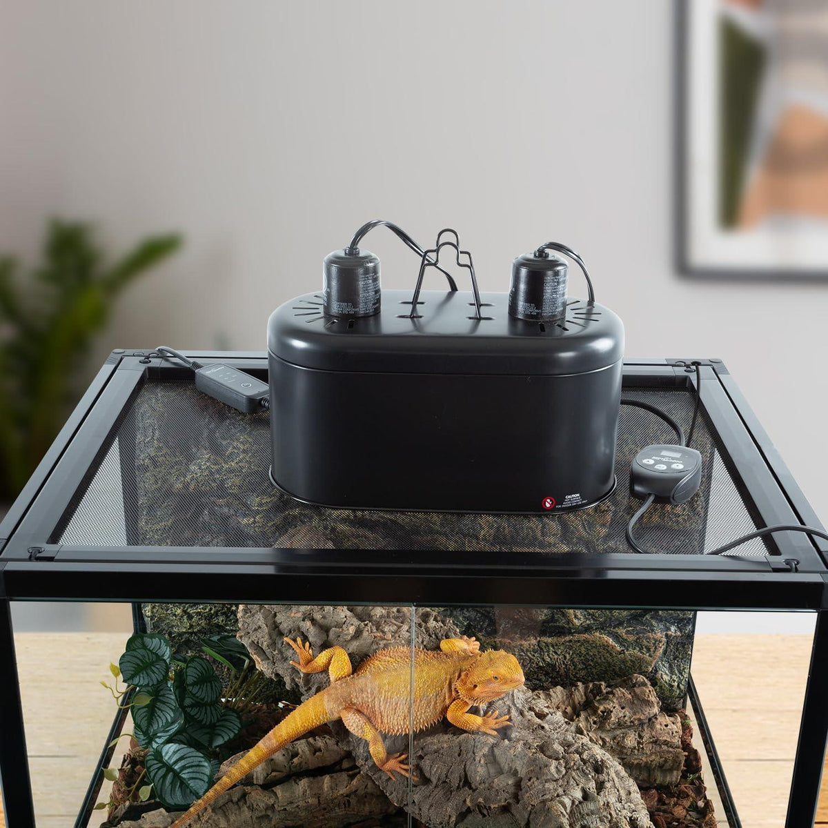 Automated reptile misting system on terrarium with bearded dragon and remote control