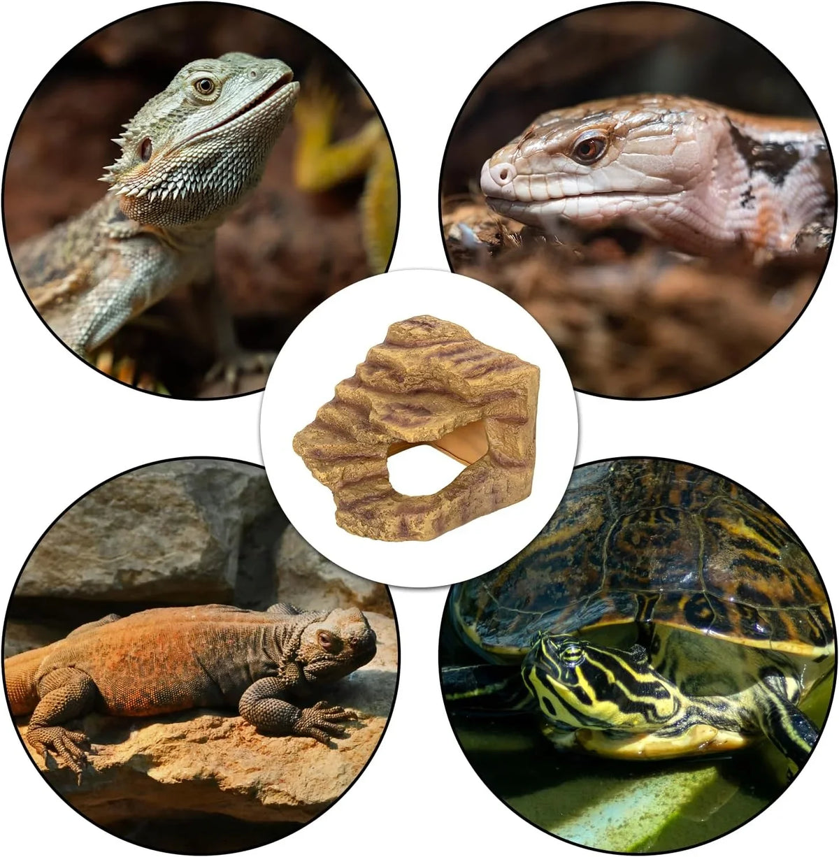 Reptile habitat cave decor with bearded dragon, lizard, tortoise, and skink in terrarium.