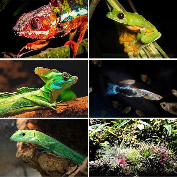 Collage of reptiles, amphibian, fish, and terrarium plants in natural vivarium settings