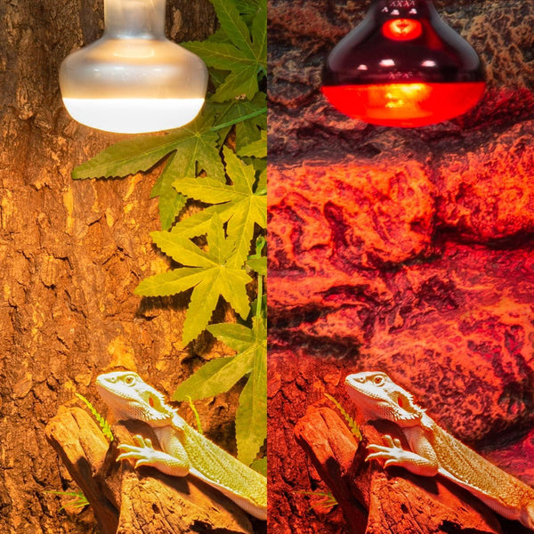 Bearded dragon under daytime UVB heat lamp and nighttime red heat lamp in reptile terrarium