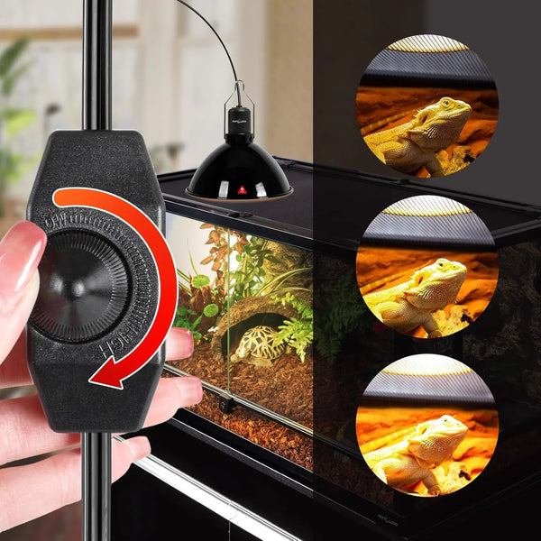 Adjustable reptile heat lamp with dimmer switch, terrarium, and bearded dragon.