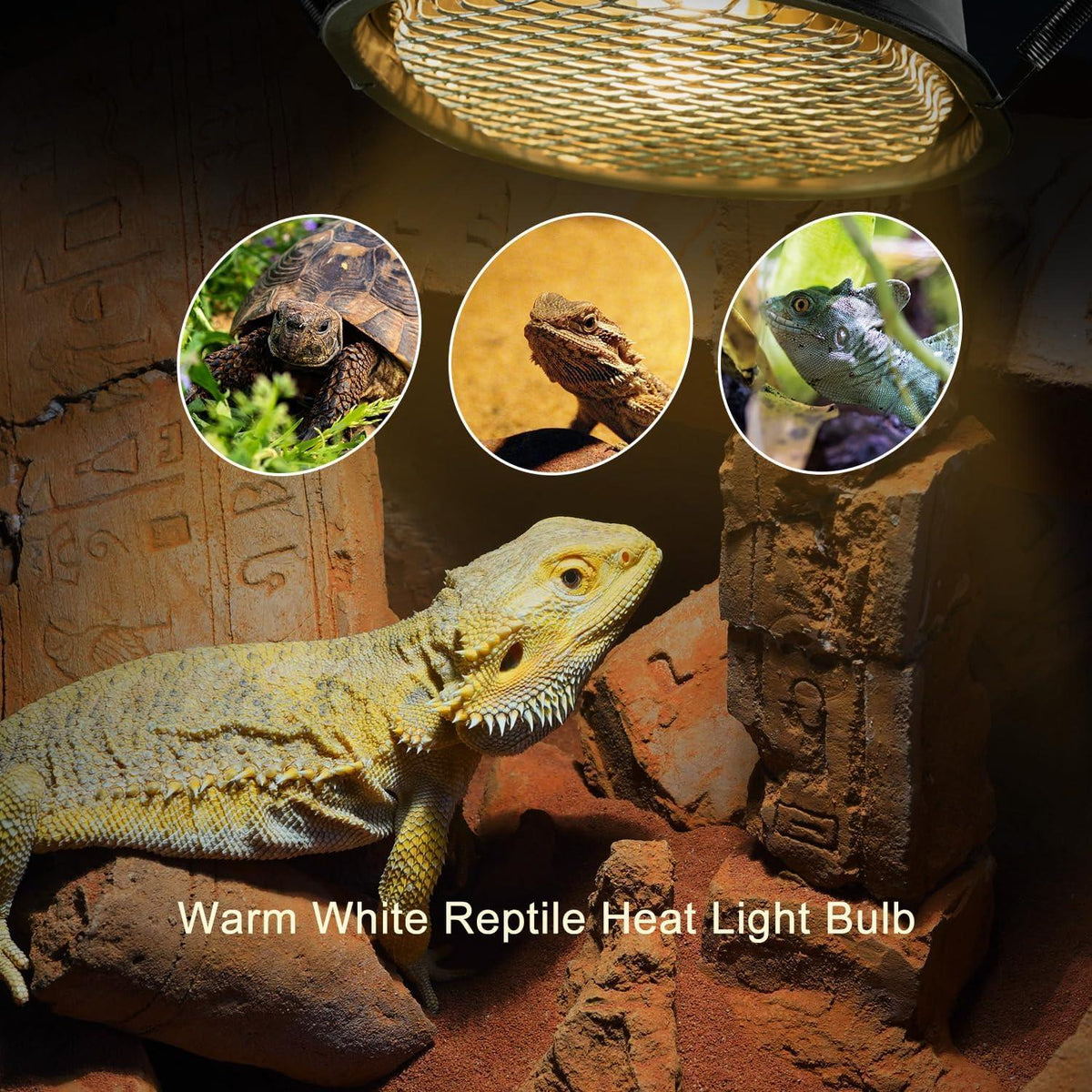 Warm white reptile heat light bulb illuminating bearded dragon in terrarium with decorative stones.