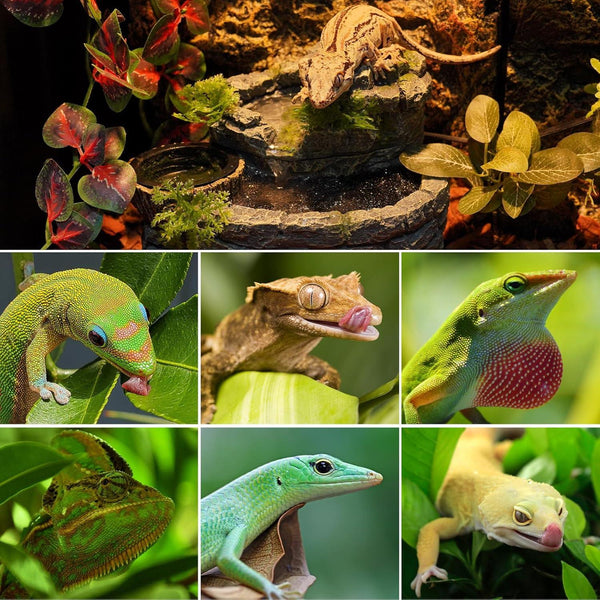 Collage of various colorful reptiles in a lush terrarium setting with plants and rocks