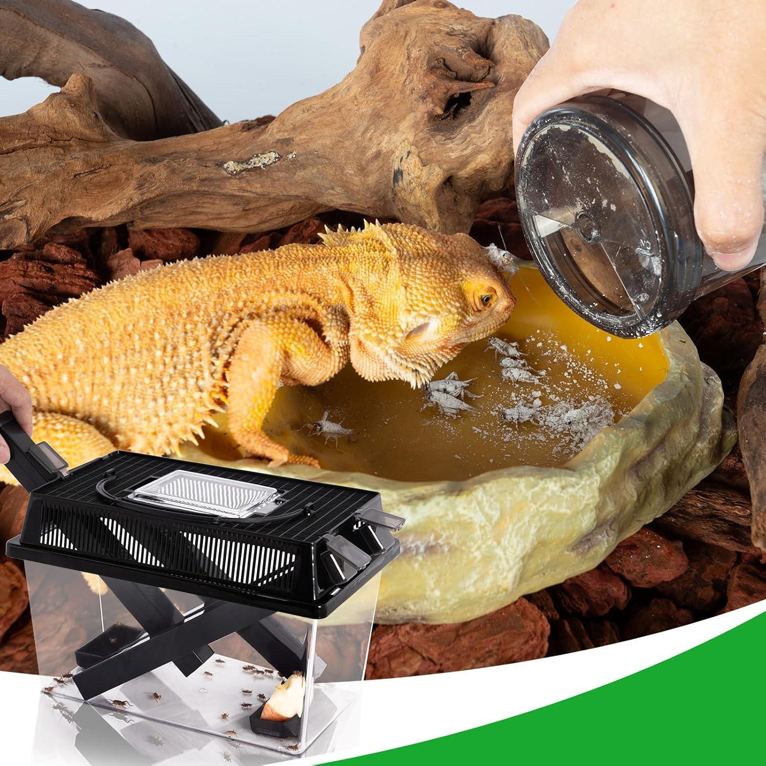 Bearded dragon eating insects from a dish in a reptile terrarium with cricket feeder box shown.