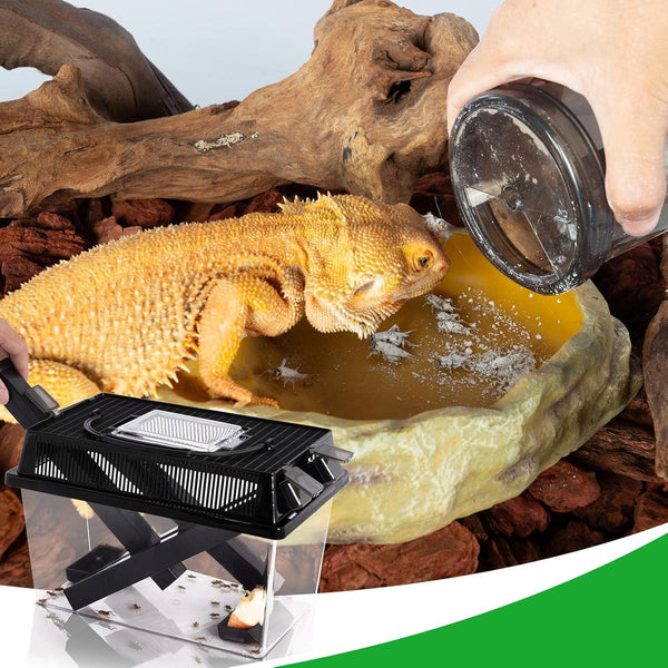 Bearded dragon eating insects from a dish in a reptile terrarium with cricket feeder box shown.