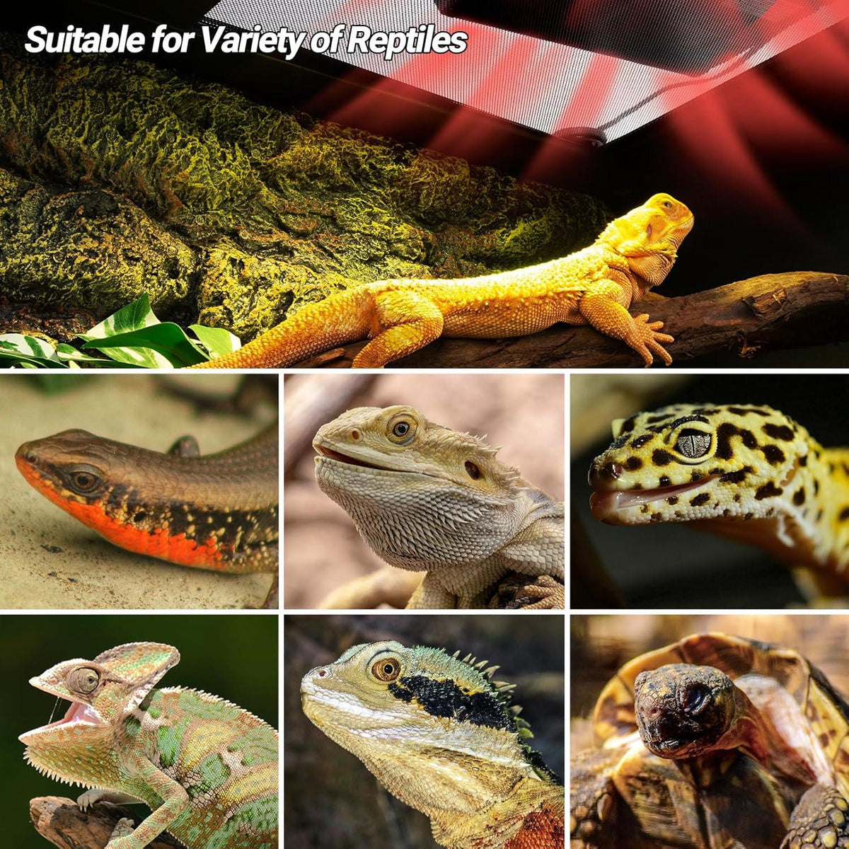 Assorted reptiles under heat and UVB light in terrarium, ideal for lizard and tortoise care.