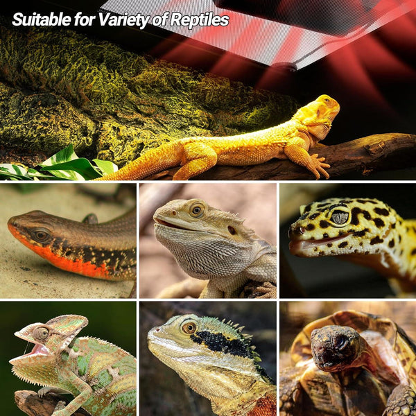 Assorted reptiles under heat and UVB light in terrarium, ideal for lizard and tortoise care.