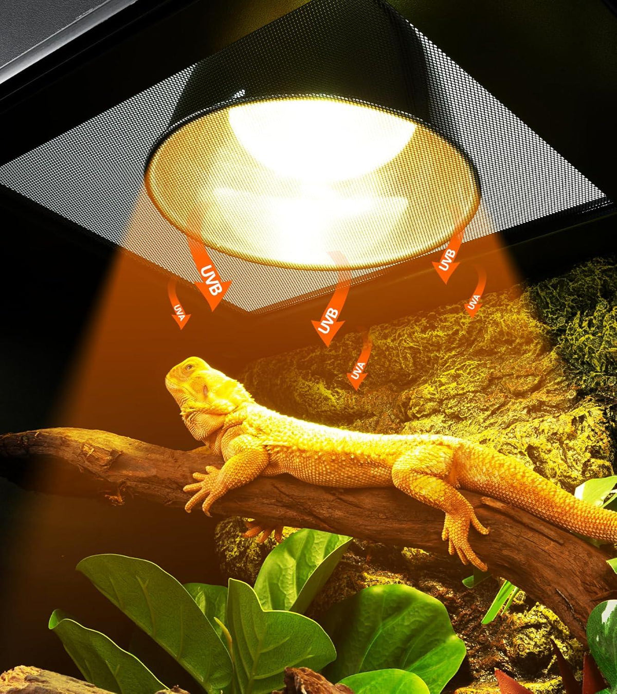 Bearded dragon basking under UVB and heat lamp in reptile terrarium with plants and branch