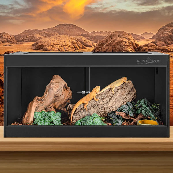 Bearded dragons in glass reptile terrarium with log, plants, and desert background
