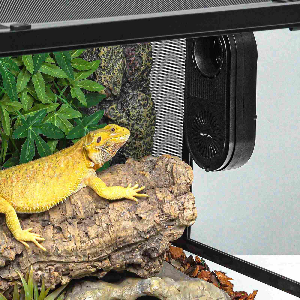 Yellow bearded dragon basking on a log in a reptile terrarium with foliage and heater
