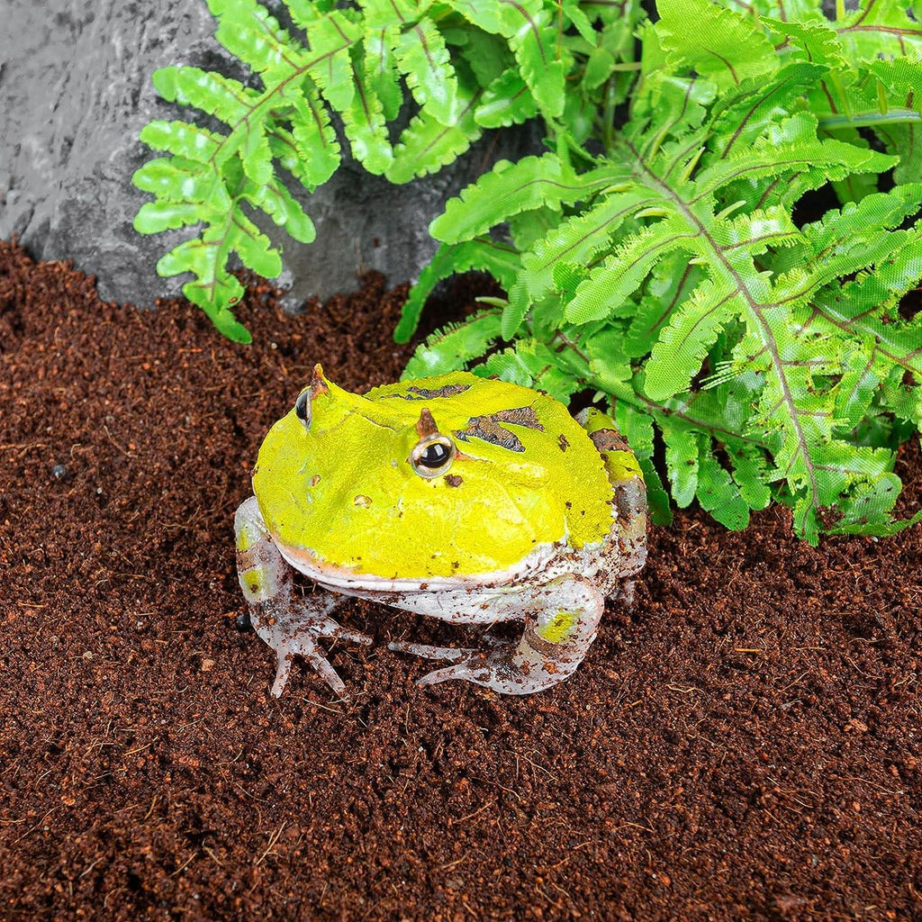 Yellow horned frog on moist terrarium substrate with artificial fern leaves