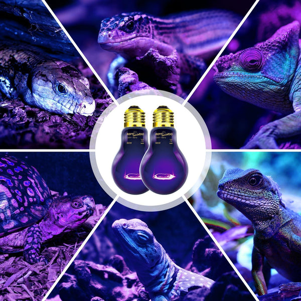 Assorted reptiles surrounding two UVB heat bulbs for terrariums under purple light