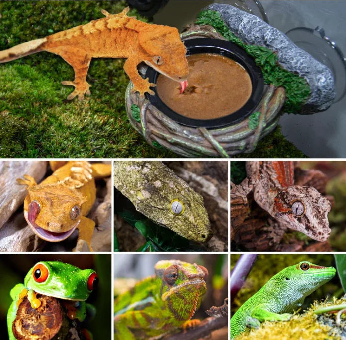 Collage of reptiles and amphibians, including geckos, frogs, and chameleons in terrarium settings.