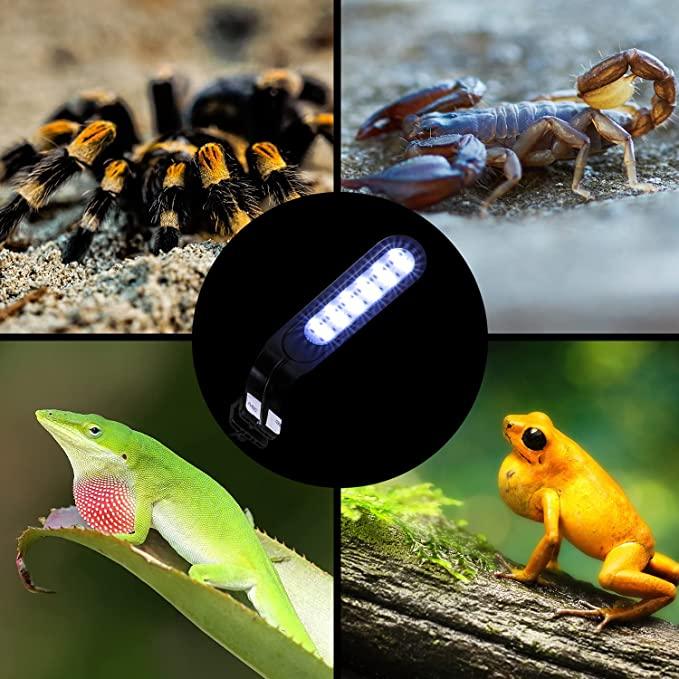 UVB LED reptile light surrounded by tarantula, scorpion, lizard, and frog in natural habitats
