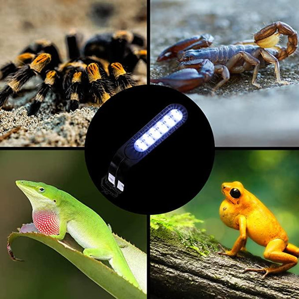UVB LED reptile light surrounded by tarantula, scorpion, lizard, and frog in natural habitats