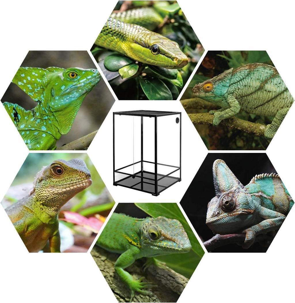 Reptile terrarium with hexagonal collage of various green lizards and chameleons