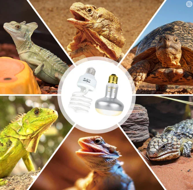 UVB and heat lamps for reptiles with images of lizards, a tortoise, and bearded dragon