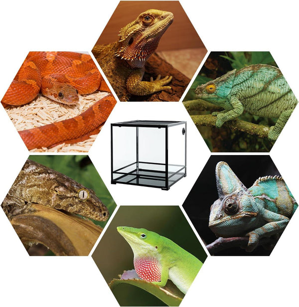 Glass reptile terrarium surrounded by lizards, chameleons, and a snake
