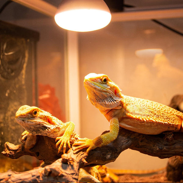 Two bearded dragons basking under a UVB heat lamp in a reptile terrarium on a branch