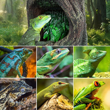 Load image into Gallery viewer, REPTI ZOO Terrarium Waterfall Drinking Fountain, 1000ML Water Dispenser &amp; Food Dish