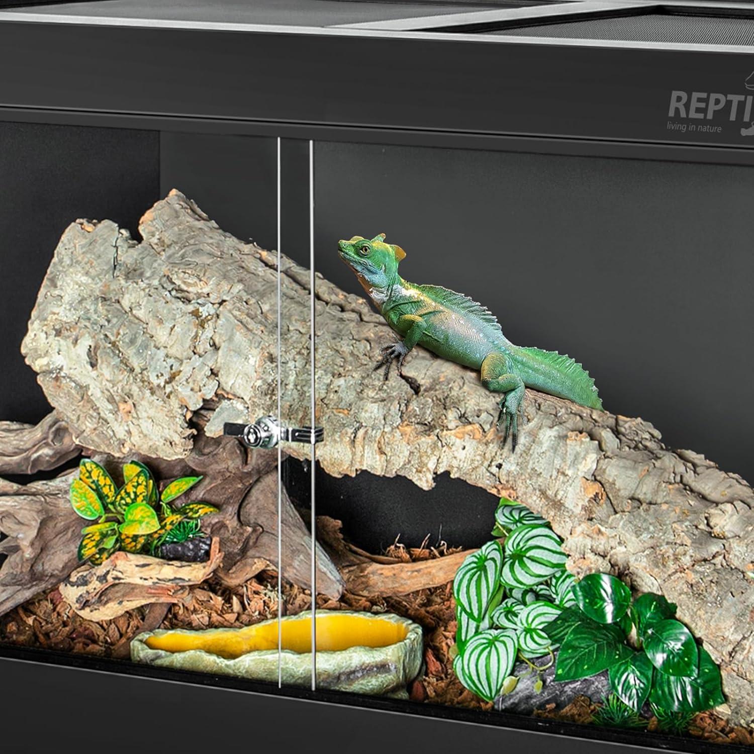 Green lizard on log inside glass reptile terrarium with plants and water dish