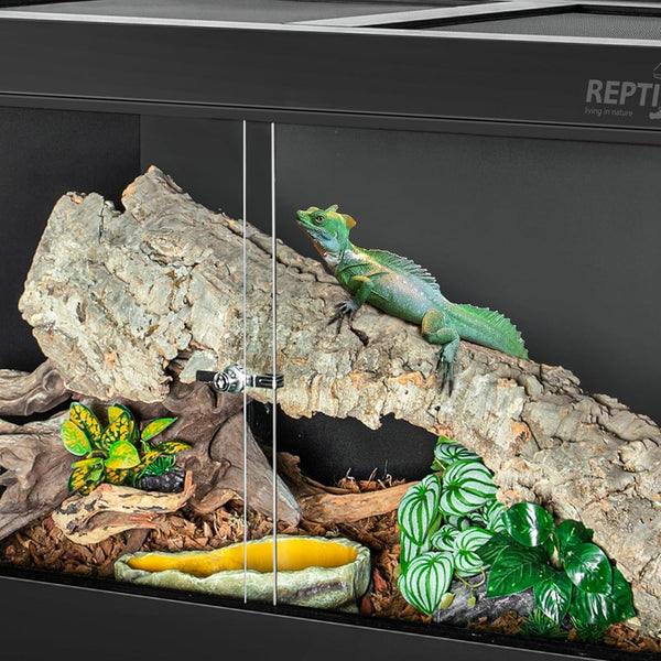 Green lizard on log inside glass reptile terrarium with plants and water dish