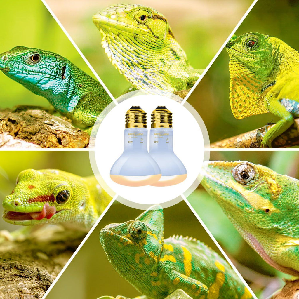 UVB heat light bulbs for reptile terrarium surrounded by colorful lizards