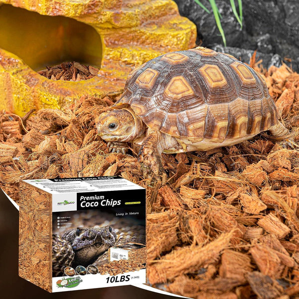 Tortoise on coconut husk substrate with box of premium coco chips for reptile terrariums