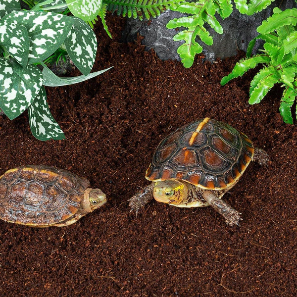Two small turtles on terrarium soil with green plants, reptile habitat setup